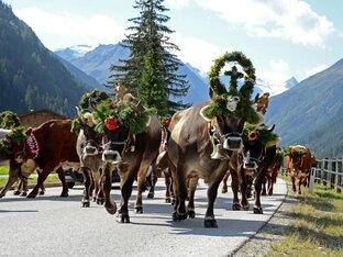 TVBStubaiTirol_Almabtrieb_4-lores